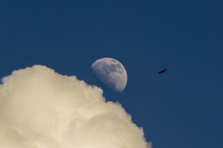 Moon and bird in the blue sky with white clouds in the background