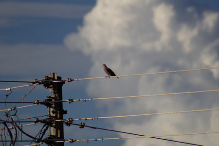 A bird perched on a power line with a cloudy sky in the backgroundの写真素材