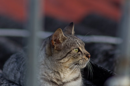 Portrait of a cat. Shallow depth of field.の写真素材