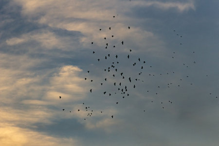 flock of crows flying in the sky at sunset, nature seriesの写真素材
