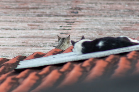 Cat and cat sleeping on the roof of a house in the villageの写真素材