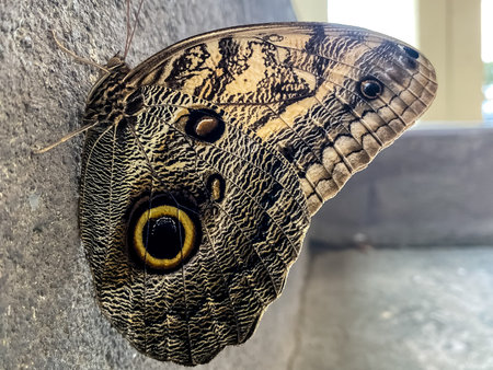 Butterfly on the wall at the National Museum in Bangkok, Thailand