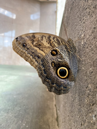 Butterfly on the wall of a building in the city.