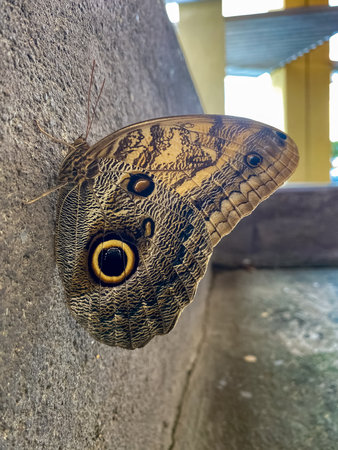 Butterfly (Caligo atlas) on the wall.の写真素材