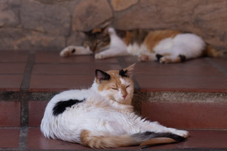 Three cats sleeping on the terrace of the house. Selective focus.の写真素材