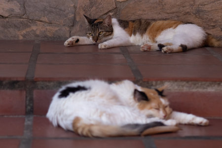 Cat sleeping on the brick floor. Selective focus on cat.の写真素材