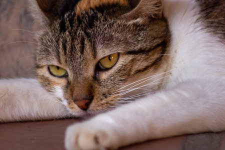 Close up of a cat lying on the floor. Selective focus.の写真素材