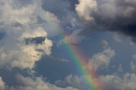 Rainbow in the sky with a flock of cranes in flightの写真素材