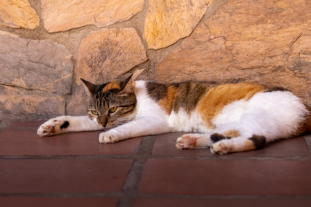 Domestic cat on the terrace of a country houseの写真素材