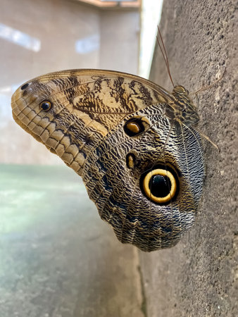 Butterfly close up on the wall. (Caligo)