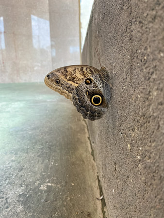 Butterfly on the wall of the building in the city.