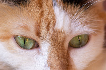 Close-up of the eyes of a cat with green eyes.の写真素材