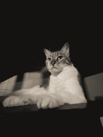 Portrait of a beautiful cat on a black background.