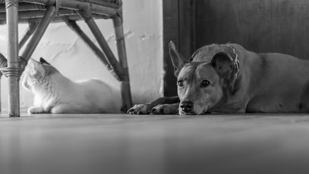Black and white portrait of a dog lying on the floor with a cat.の写真素材