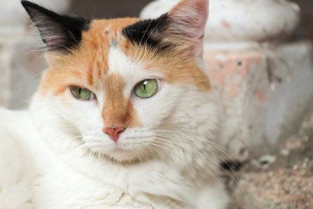 Portrait of a cat with green eyes, close-up.の写真素材