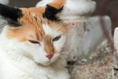 Cute cat lying on the ground and looking at the camera.の写真素材