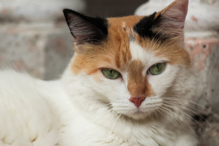 Beautiful cat with green eyes lying on the floor. Close-upの写真素材