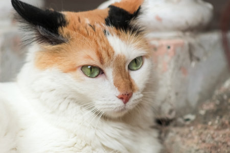 Tricolor cat with green eyes. Close-up portrait.の写真素材