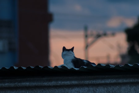 A cat is sitting on the roof of a building. Sunset.の写真素材