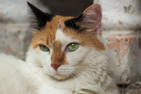 Portrait of a cat with green eyes on a white backgroundの写真素材