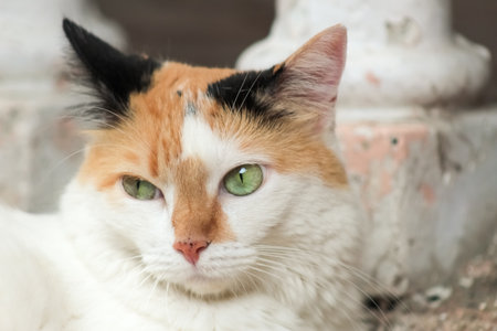 Portrait of a tricolor cat with green eyes.の写真素材