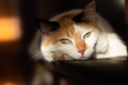 A cat with green eyes is lying on the stairs. Selective focus.