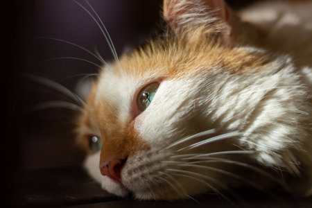 Portrait of a red and white cat with green eyes close upの写真素材