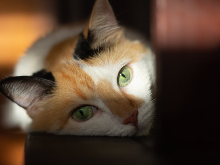 Portrait of a cat with green eyes lying on the tableの写真素材