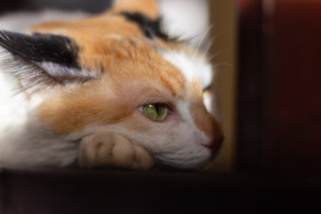 Tricolor cat with green eyes lying on the sofa. Selective focus.の写真素材