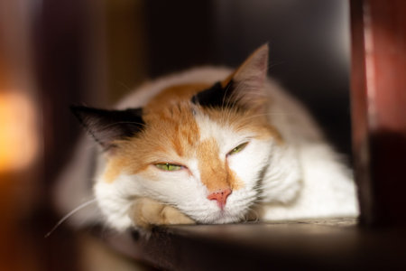 Cute cat is sleeping on the stairs in the morning light.