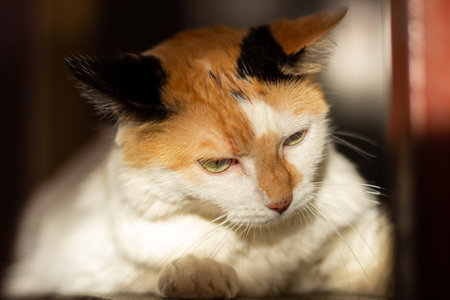 Portrait of a red and white cat with yellow eyes, close-upの写真素材