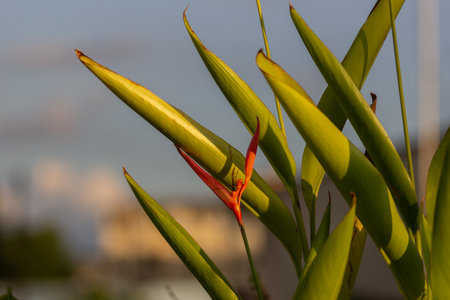 Heliconia flower on the background of the river in the eveningの写真素材