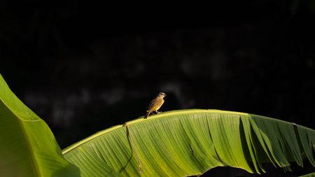 Bird on a banana leaf in the rainforest of Costa Rica.