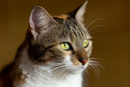 portrait of european shorthair cat in animal shelter close up