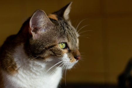 portrait of european type cat in animal shelter in belgium