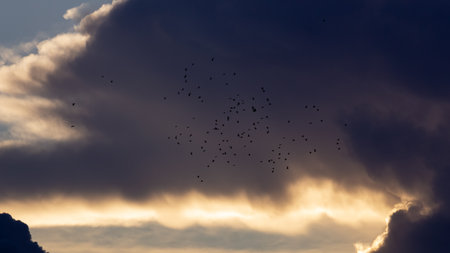 flock of birds flying in the sky at sunset with dramatic cloudsの写真素材