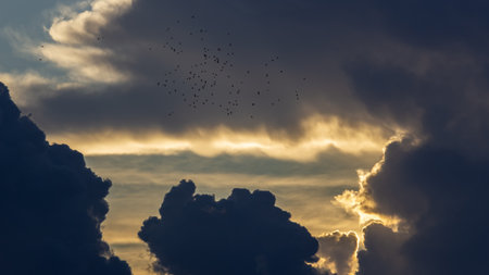 Beautiful sunset in the sky with clouds and birds. Nature backgroundの写真素材