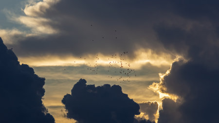 Flock of birds flying in the sky at sunset. Nature backgroundの写真素材