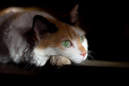 Cat with green eyes lying on a wooden floor in the dark.の写真素材