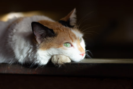 Tricolor cat with green eyes lying on a wooden table.の写真素材