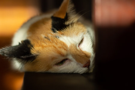 Tricolor cat sleeping on a chair. Selective focus.の写真素材