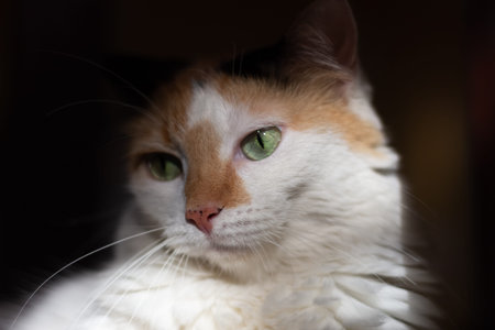Portrait of a cat with green eyes and white fur