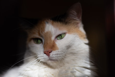 Portrait of a red and white cat with green eyes on a black backgroundの写真素材