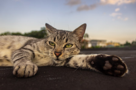 Cat lying on the floor at sunset. Selective focus.の写真素材