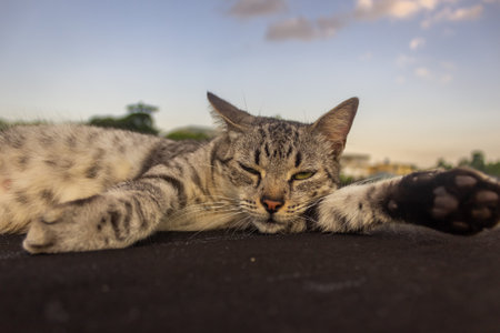 Cat lying on the floor looking at the camera with blue sky backgroundの写真素材