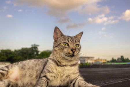Cat lying on the roof and looking at the sky with sunset.の写真素材