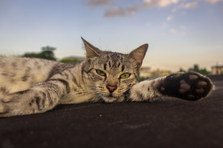 Cat lying on the roof and looking at the camera. Selective focus.の写真素材