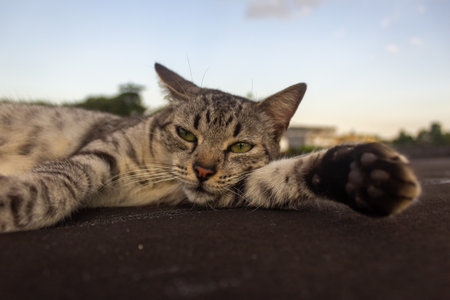 Cat lying on the floor at the park. Selective focus.の写真素材