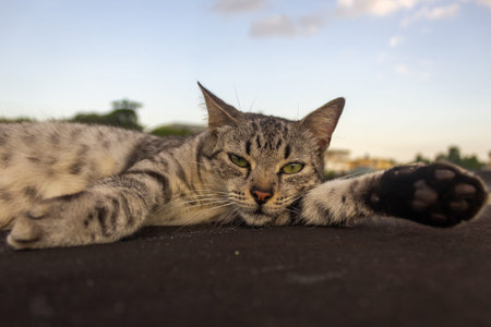 Cute tabby cat with green eyes lying on the ground.