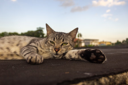 Cute cat lying on the roof in the evening. Selective focus.の写真素材